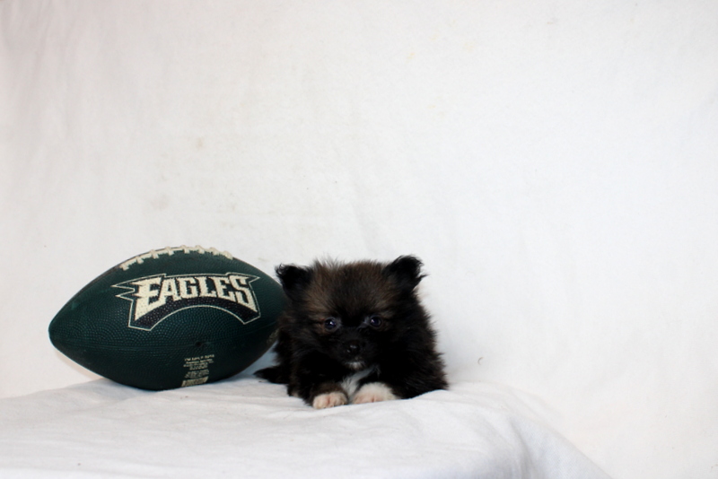 puppy, for, sale, Pomeranian, Matthew B. Stoltzfus, dog, breeder, Gap, PA, dog-breeder, puppy-for-sale, forsale, nearby, find, puppyfind, locator, puppylocator, aca
